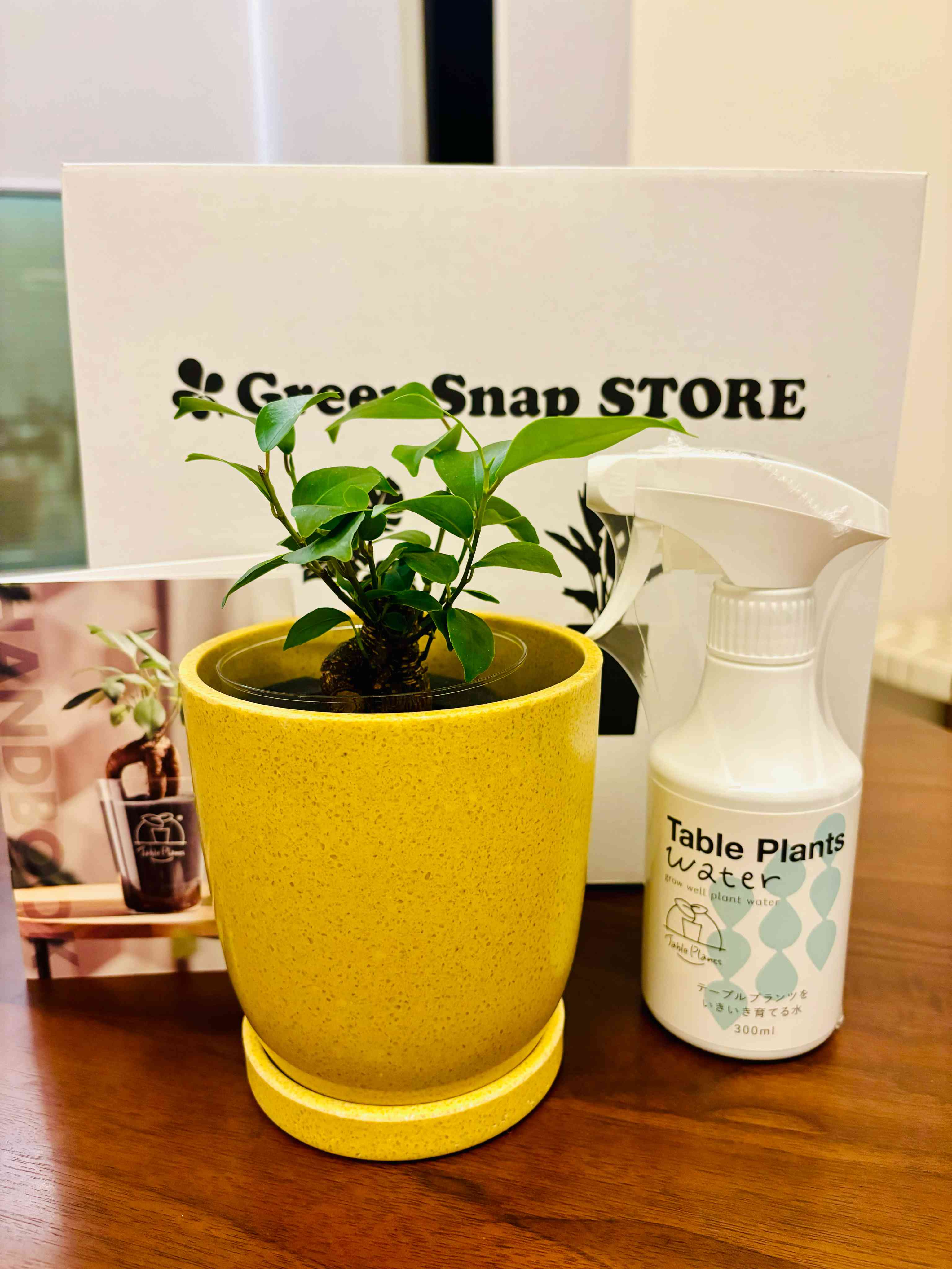 ガジュマル（Table Plants）の育て方｜🍀GreenSnap（グリーンスナップ）