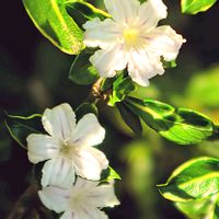 ハクチョウゲ,ハクチョウゲ（白丁花）,ハクチョウゲ ( 白丁花 )の画像