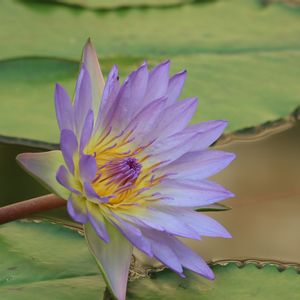 熱帯睡蓮 ダオ・ファー,温室,都立神代植物公園,EOS,青い花マニアの画像