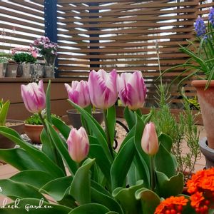 カランコエ,チューリップ,ムスカリ,ホスタ 寒河江,ホスタ 寒河江の画像