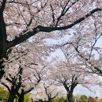 ソメイヨシノ,ソメイヨシノ,花言葉,ピンクの花,季節の花の画像