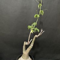 アデニア・グラウカ,多肉植物,観葉植物,塊根植物,コーデックスの画像