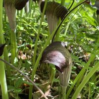 ウラシマソウ,山野草,サトイモ 科,小石川植物園,仏炎苞の画像