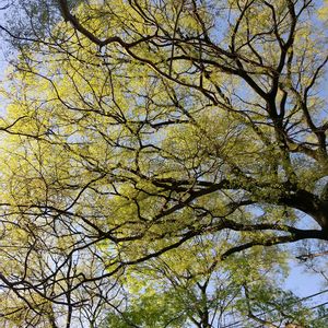 エノキ,新緑,若葉,雨上がりの朝,犬の散歩公園の画像