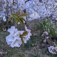 エゴノキ,柿の木,春うらら,雪柳,枝垂れ桜の画像
