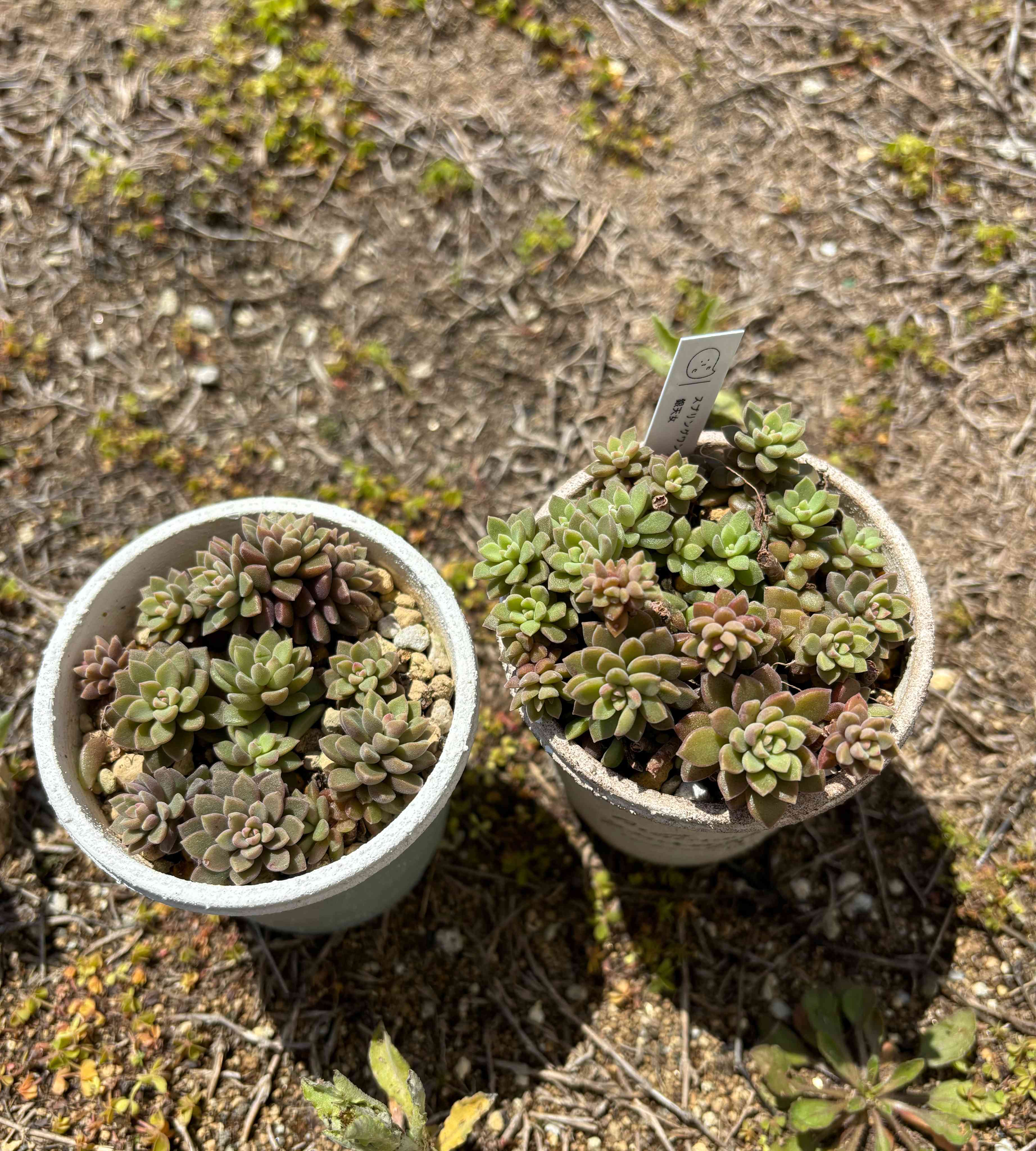 スプリングワンダー×銀天女の一覧｜🍀GreenSnap（グリーンスナップ）