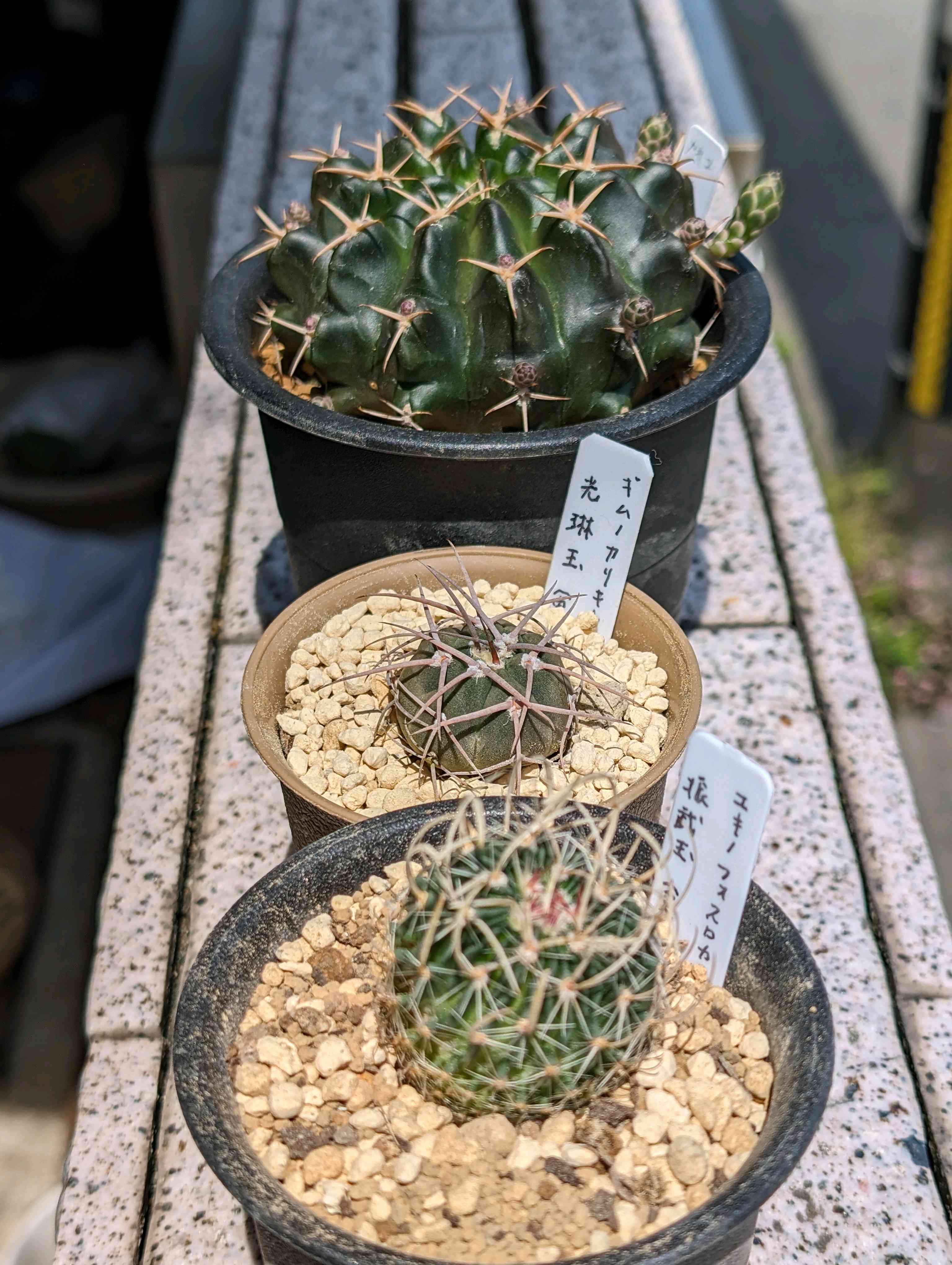 光琳玉の一覧｜🍀GreenSnap（グリーンスナップ）