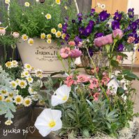 コンボルブルス,ディアスキア,寄せ植え,花のある暮らし,アンティークピンクの画像