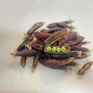 紫えんどう,紫えんどう,ツタンカーメンのエンドウ豆,ツタンカーメンのエンドウ豆,初挑戦の画像