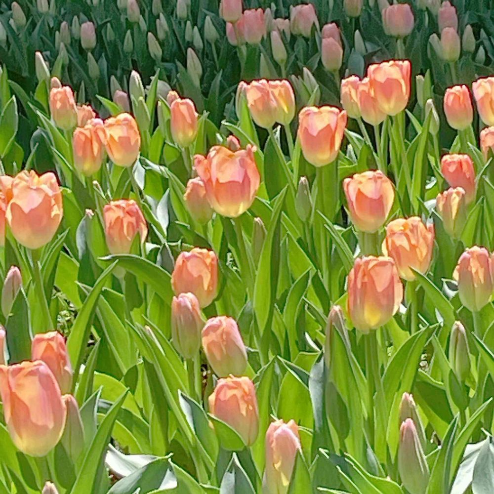 みかちんさんの横浜公園への投稿