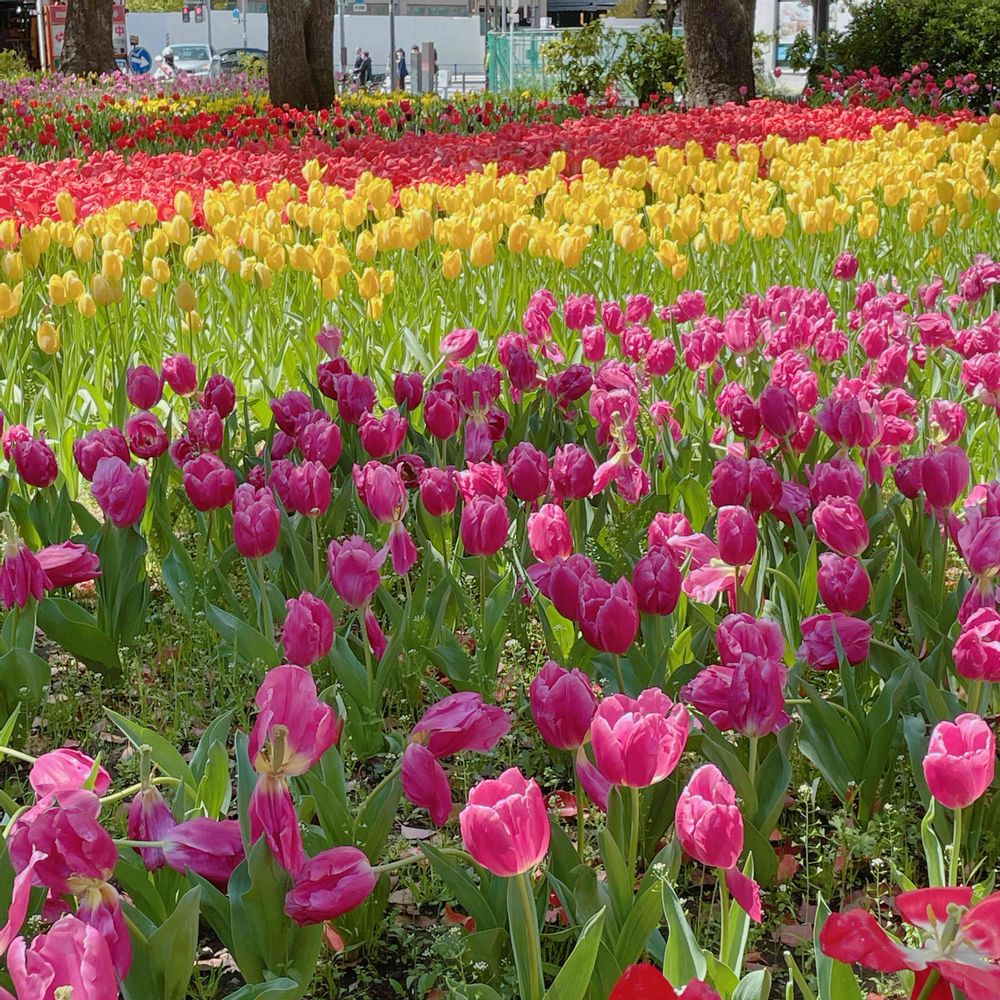 みかちんさんの横浜公園への投稿