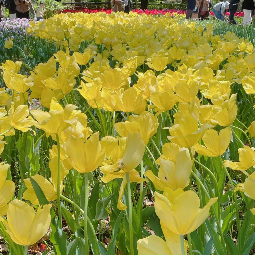 みかちんさんの横浜公園への投稿