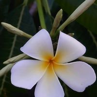 プルメリア,白い花,南国の花,いい匂いの画像