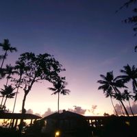 ヤシの木,ココヤシの木,海辺,夕暮れ時の画像