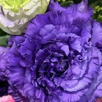 トルコキキョウ,エレガント,八重咲き,青い花,ゴージャスの画像