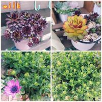 ハツユキカズラ,オステオスペルマム,センぺルビウム,グレコマ ヘデラケア,センペルビウム　ゴールドナゲットの画像