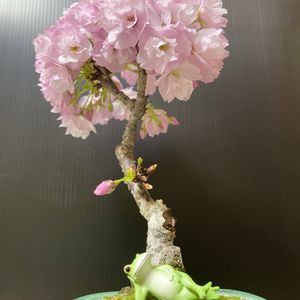 サクラ,旭山桜,一才桜 旭山,さくら サクラ 桜,ミニ盆栽の画像