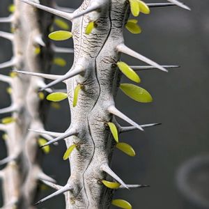 亜竜木,アローディア・プロセラ,観察,多肉植物,塊根植物の画像