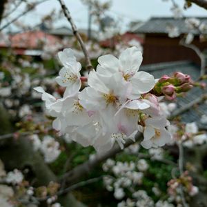 ソメイヨシノ,マメザクラ,枝垂れ富士桜,季節の花,バルコニー/ベランダの画像