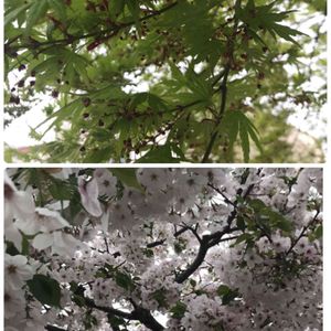 ソメイヨシノ,イロハモミジの画像