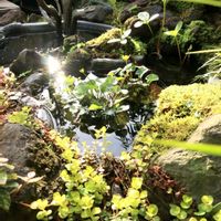リュウキンカ,ビオトープ,山野草,おうち園芸,水の流れるプラ池とプラ舟のビオトープの画像