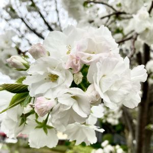 八重桜,ヤエザクラ,植栽,バラ科,木の花の画像