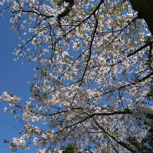 ソメイヨシノ,季節の花,フェンスの画像