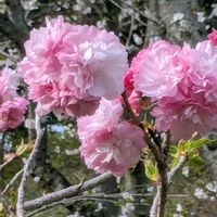 サクラ,しだれ桜,サクラ 紅豊,ヤエザクラ (八重桜),サクラ 手弱女(タオヤメ)の画像