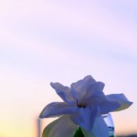 クチナシ,ガーデニア,白い花,いい匂いの画像