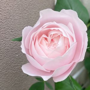 マダム ピエール オジェ,マダム ピエール オジェ,可愛い,バラ 鉢植え,つるバラの画像