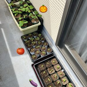 育苗中,夏野菜,種まきから育てる,家庭菜園の画像