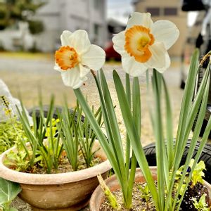 水仙,プランター,庭いじり,春 はるの画像