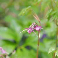 イカリソウ,今日のお花,ミラーレス一眼,由美子・山野草・高山植物,LUMIX DC GF10の画像