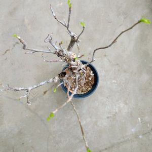 ブルセラ ファガロイデス,観葉植物,楽しい,DIY,自然の画像