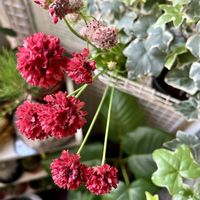 アイビー（ヘデラ）,アルメリア バレリーナ,アイビーゼラニウム エレガンテ,ローズマリーの花,ほしつながりの画像