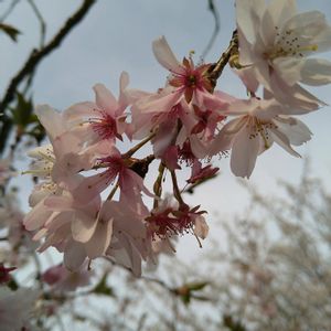 チューリップ,チューリップ,チューリップ,さくら サクラ 桜,さくら サクラ 桜の画像
