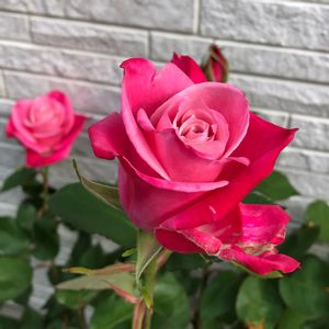 薔薇 タージマハル,薔薇 タージマハル,切り花,鉢植え,癒しの画像