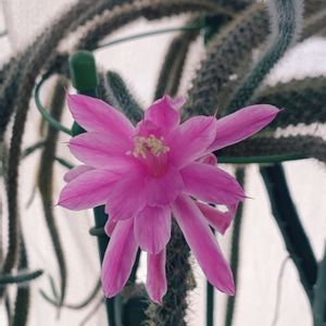 ヒモサボテン,サボテンの花の画像