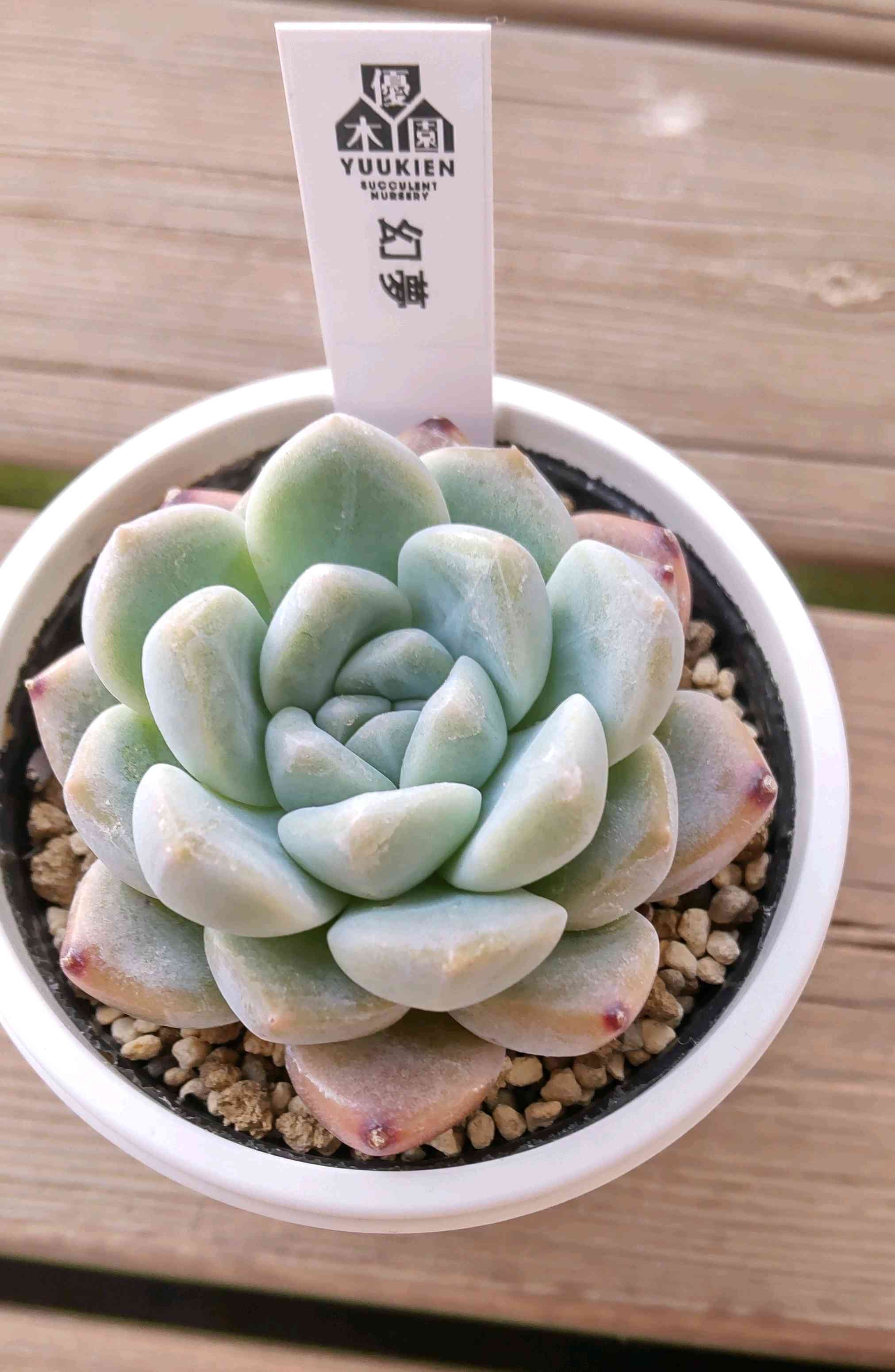 多肉植物の投稿画像 by ksmzさん｜かわいいと多肉大好きと美しいと優木