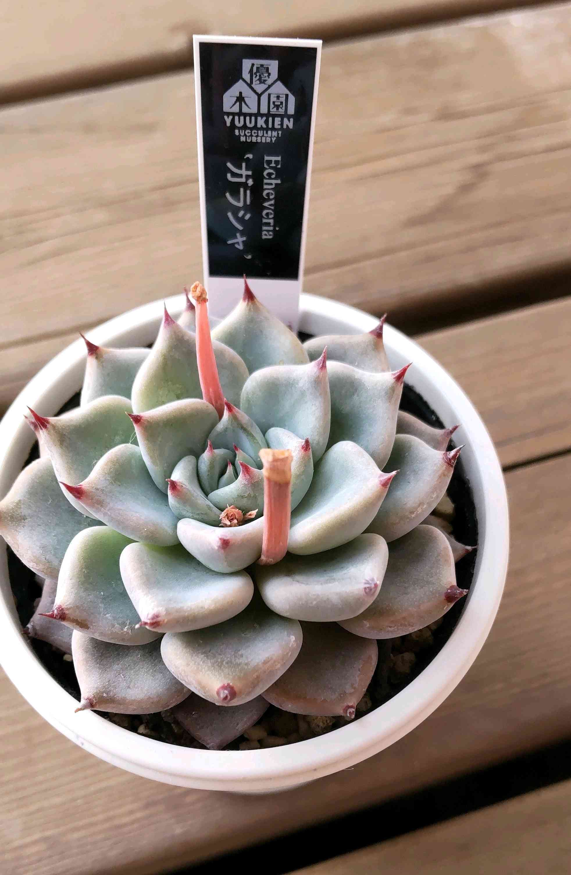 多肉植物の投稿画像 by ksmzさん｜かわいいと多肉大好きと美しいと優木