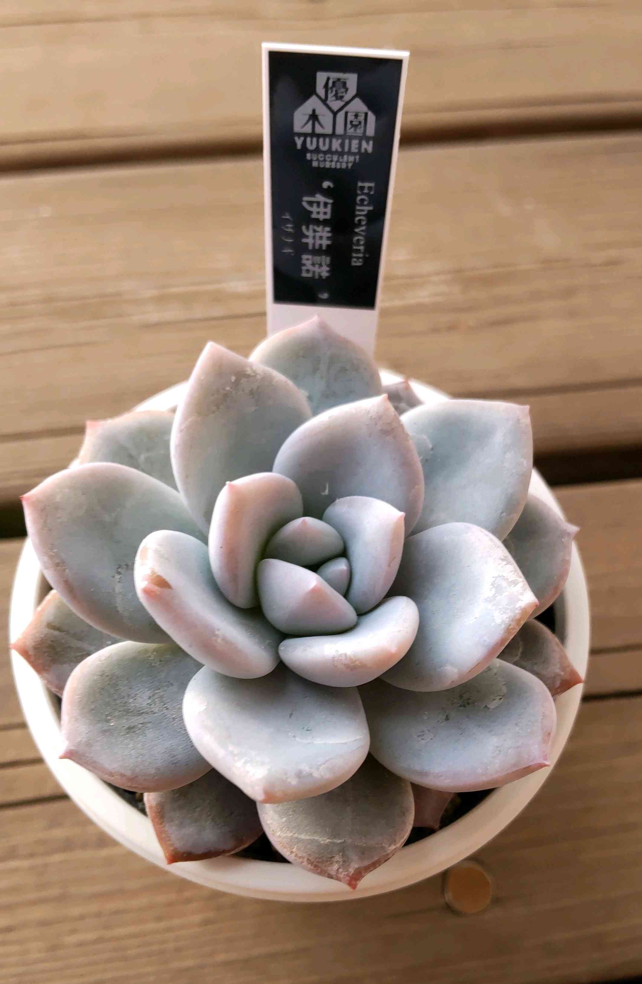 多肉植物の投稿画像 by ksmzさん｜かわいいと多肉大好きと美しいと優木