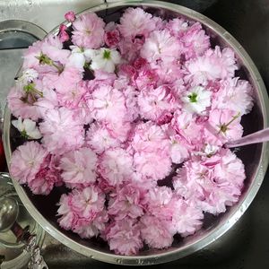 イワカガミ,サクラ,キスミレ,ニホンミツバチ。,桜の画像