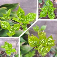 イブキジャコウソウ,タイム,チューリップ,モッコウバラ,花筏の画像