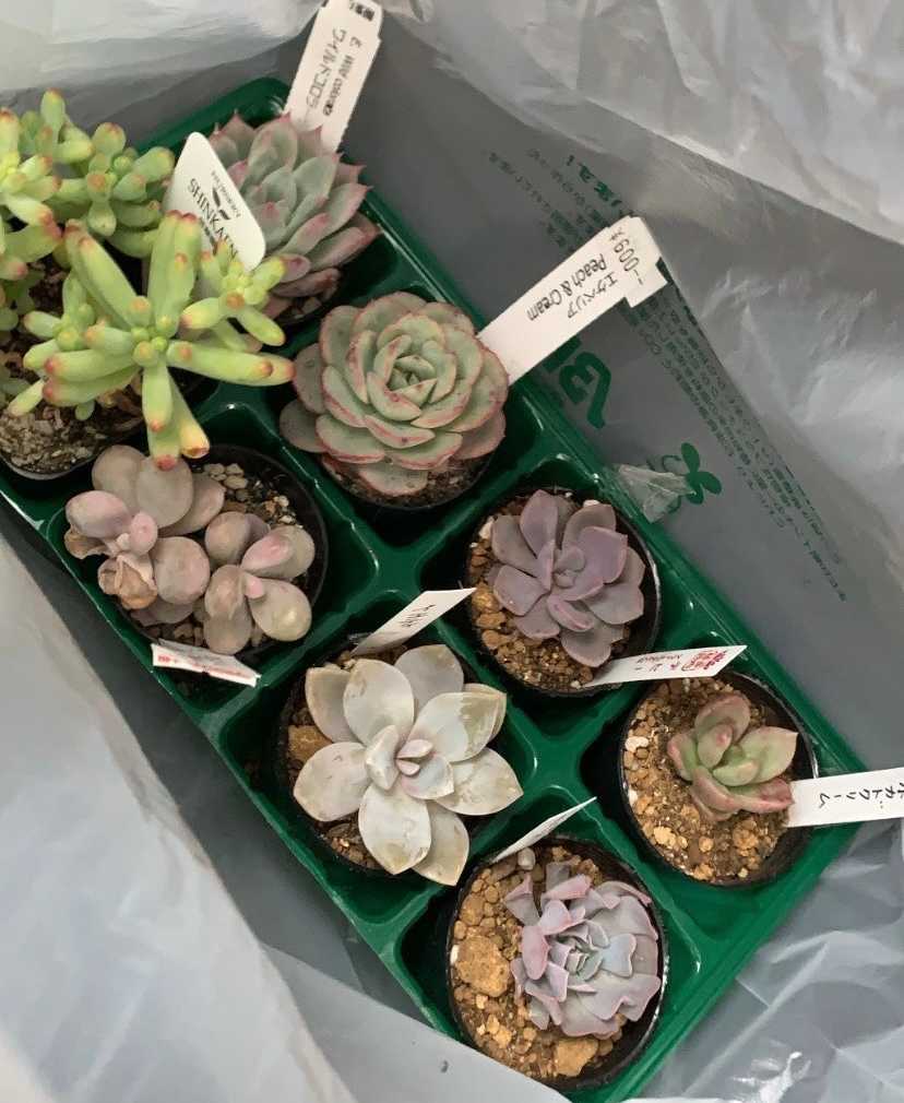 多肉植物 Colorata Green form コロラータグリーンフォーム種子