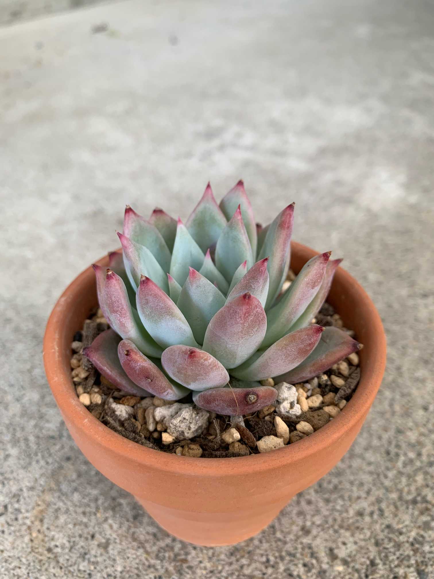 多肉植物 エケベリア fw139ワイルドコロラータ25個