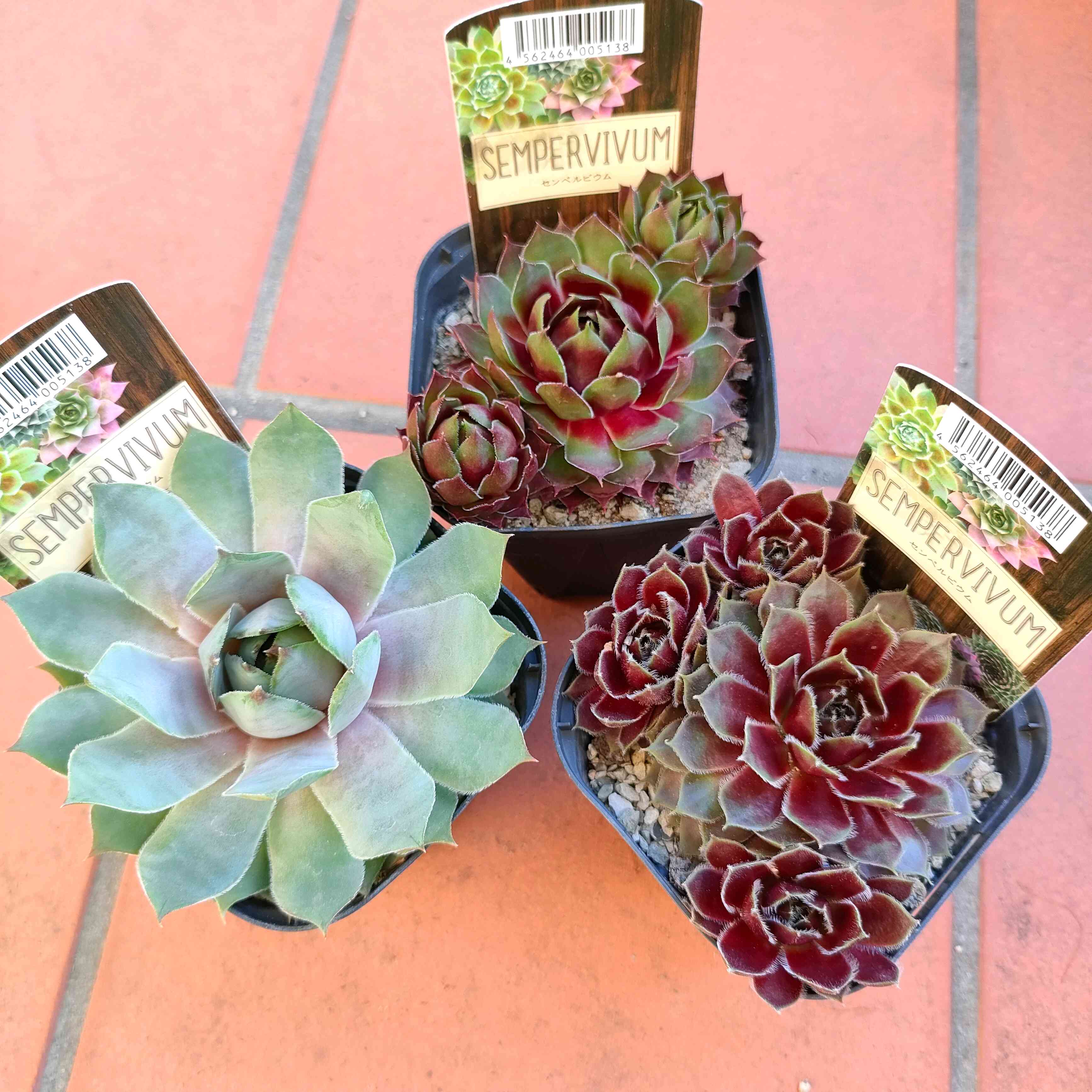 センペルビウム　ピーチフィズ センペルビウムの育て方・栽培方法 | LOVEGREEN(ラブグリーン)