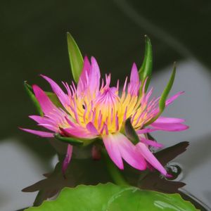 熱帯スイレン,熱帯睡蓮　ピンクインディアンゴッデス,温室,熱川バナナワニ園の画像