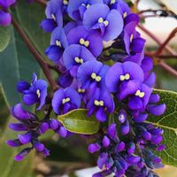 ハーデンベルギア,愛しの紫の画像