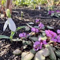 スノードロップ,原種シクラメン,北海道,春の訪れ,春のお花の画像