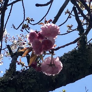 サクラ,ヒメリュウキンカ,ワスレナグサ,八重桜,かわいいの画像